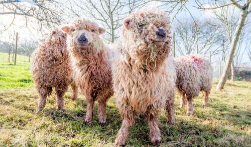 Occombe Farm