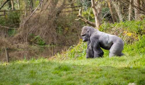 Paignton Zoo